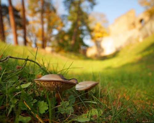 Sun Forest Castle Mushrooms Autumn Day Poland