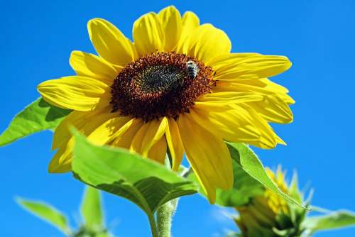 Sunflower Flower Bloom Yellow Bee Sky