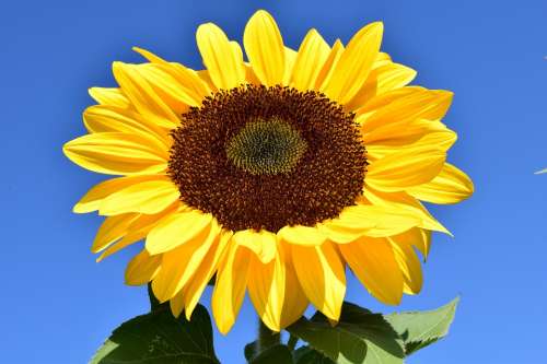 Sunflower Yellow Summer Blossom Bloom Flower