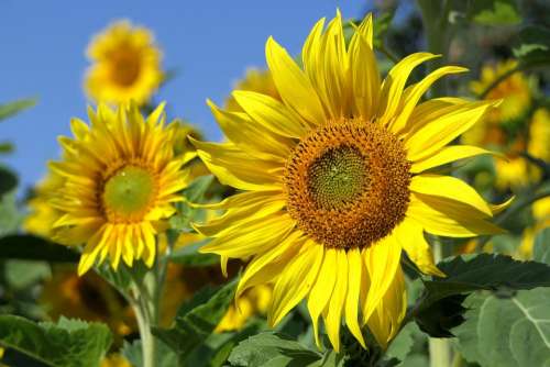 Sunflower Flower Bright Plant Close Up Summer