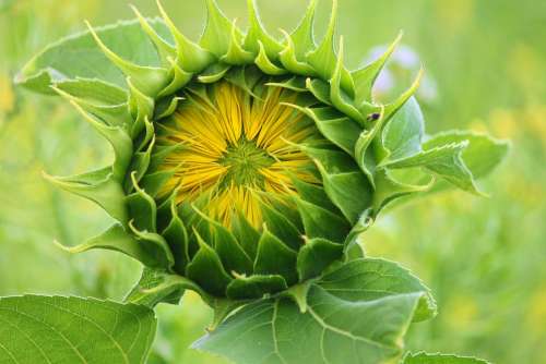 Sunflower Bud Blossom Go Up Bloom Summer Plant