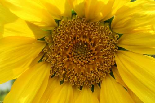 Sunflower Yellow Blossom Bloom Summer Flower