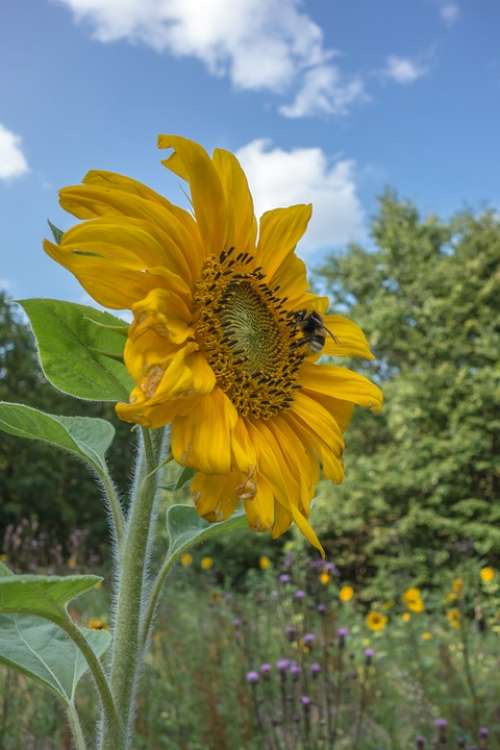 Sunflower Blossom Bloom Yellow Summer Flower