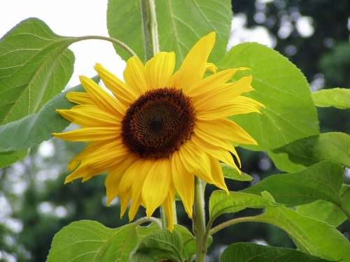 Sunflower Flower Nature