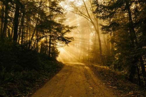 Sunbeam Road Light Landscape Forest Yellow