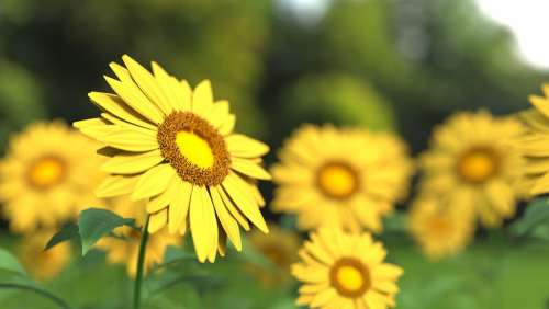 Sunflower Flower Nature Yellow Sunflower Field