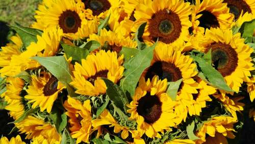 Sunflower Sunflower Field Bouquet Flora Field