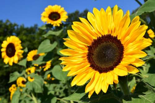 Sunflower Sunflower Field Yellow Summer Blossom