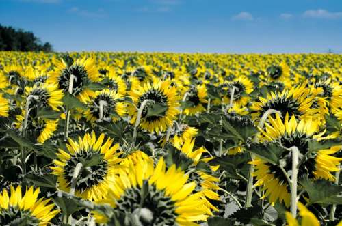 Sunflower Flowers Field Many Yellow Summer Flora