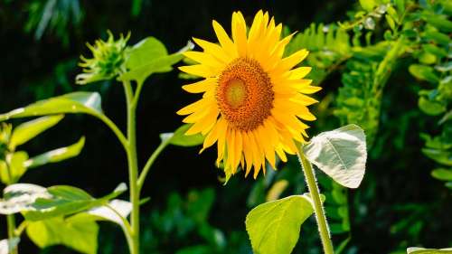 Sunflower Nature Flowers