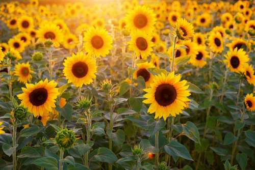 Sunflower Sunflower Field Flowers Summer Bloom