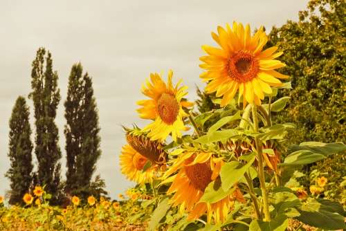 Sunflower Flowers Yellow Nature Summer Blossom