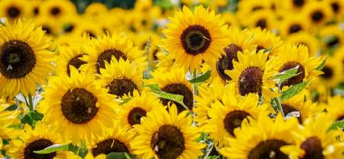 Sunflower Flowers Yellow Summer Blossom Bloom