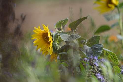 Sunflower Wind Nature Flowers Summer