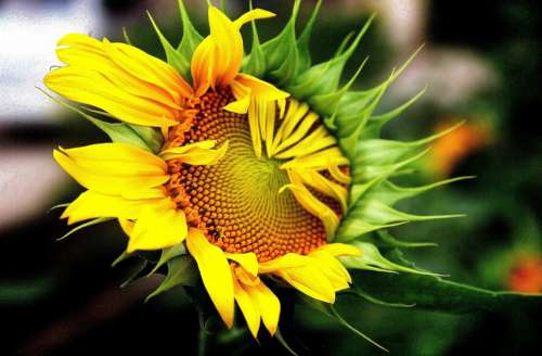 Sunflower Flowers Yellow Plants Nature
