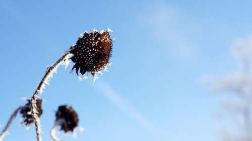 Sunflower Winter Cold Hell Over Bird Seed Death