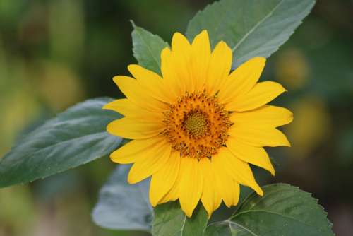 Sunflower Flower Summer Yellow Nature Plant