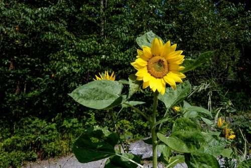Sunflower Yellow Plant Sunny Summer Nature Bright