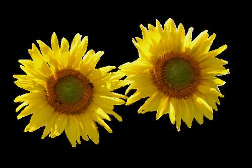 Sunflower Isolated Cut Out Nature Flower Flowers