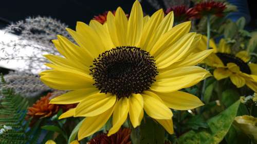 Sunflower Flower Nature Yellow Petals Flora