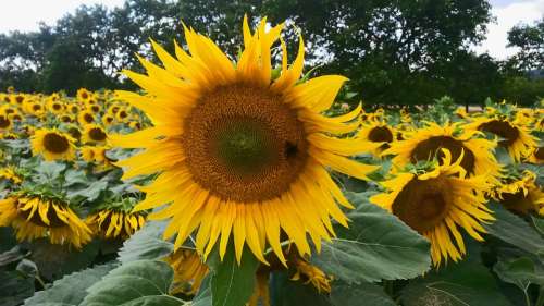 Sunflower Nature Fields