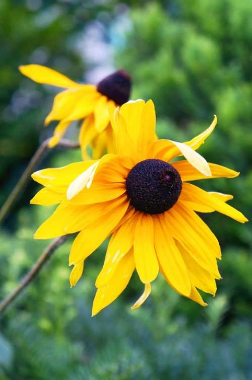 Sunflower Flowers Yellow Summer
