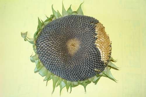 Sunflower Sunflower Seeds Sunflower Head Plant