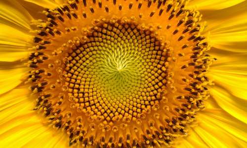 Sunflower Flowers Helianthus Yellow Plants Summer
