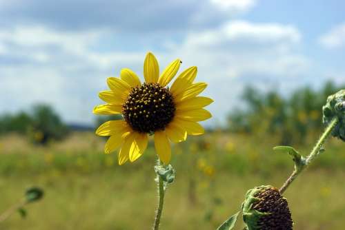 Sunflower Along Texas I40 Sunflower Bloom Yellow