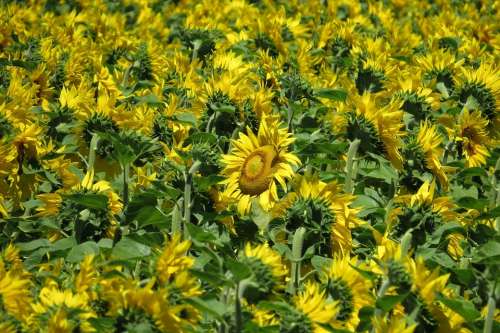 Sunflower Field Sunflower Bright Flowers Summer