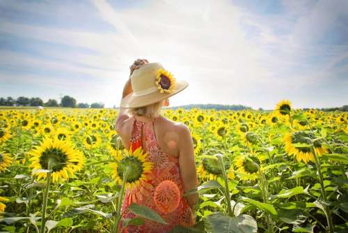 Sunflowers Field Woman Yellow Summer Blossoms