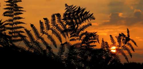 Sunrise Sunset Fern Nature Plant Morgenrot