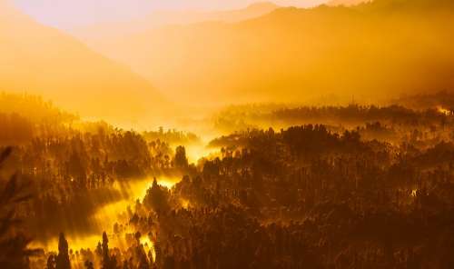 Sunrise Morning Sunlight Indonesia Forest