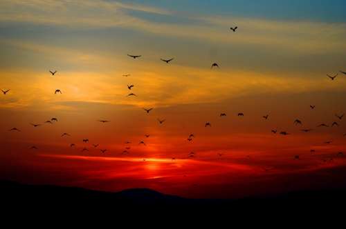 Sunset Birds Flying Sky Colorful Colors Orange