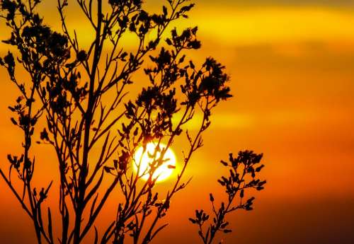 Sunset Sky Glow Orange Dusk Twilight Tree Blur