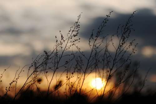 Sunset Grasses Twilight Abendstimmung Sky Plant