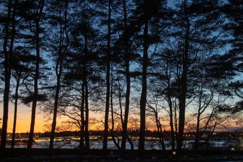 Sunset Landscape Outdoors Calm Tree Mood Blue