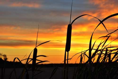 Sunset Evening Golden Landscape Sky Nature Clouds