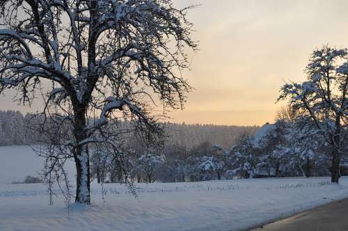 Sunset Tree Wintry Black Forest