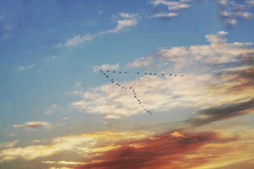 Sunset Sky Cloud Birds