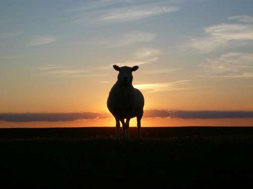 Sunset Sheep Dike Nordfriesland North Sea