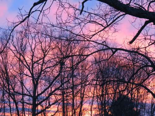 Sunset Trees Sky Branches Winter