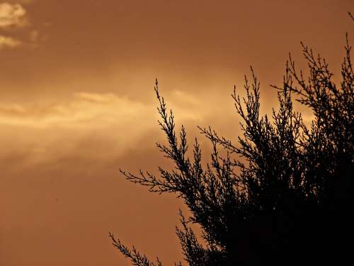 Sunset Sky Clouds Branches Field Background Ocher
