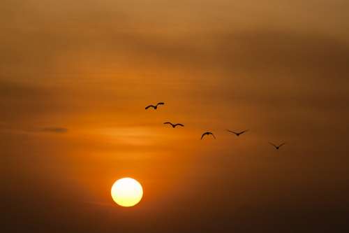 Sunset Sea Sun Birds Twilight Flying Freedom