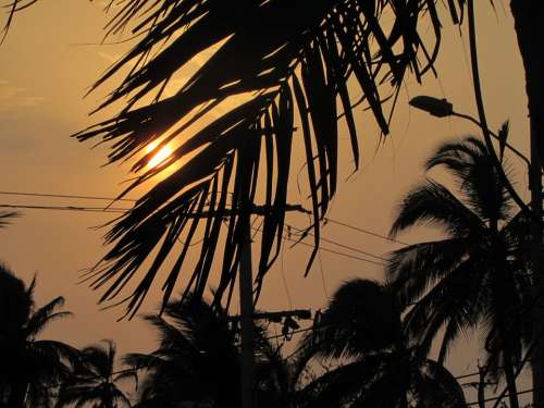 Sunset Palm Tree Sun Ray Of Sunshine Summer