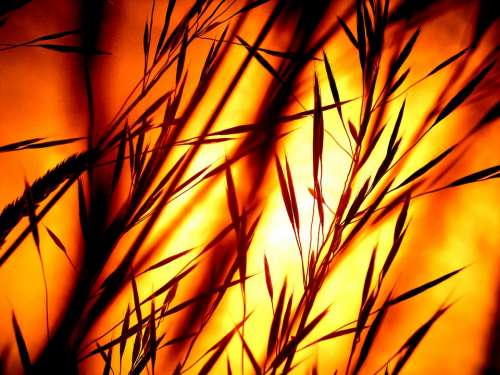 Sunset Grasses Silhouette Afterglow Bill Grass