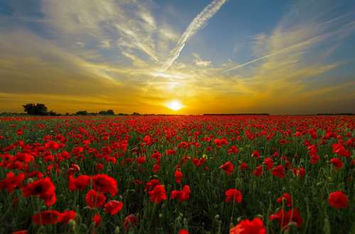 Sunset Field Poppy Sun Nature Horizon