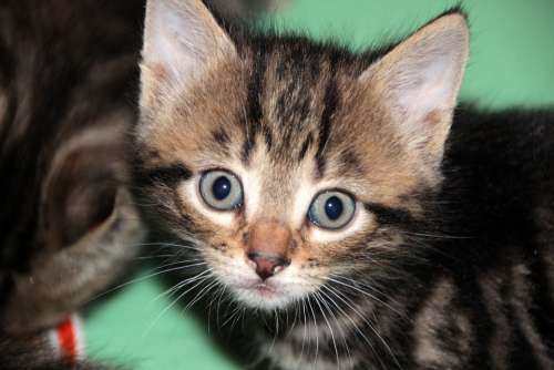 Surprise Cat Kitten Pet Animals Cute Cat'S Eye
