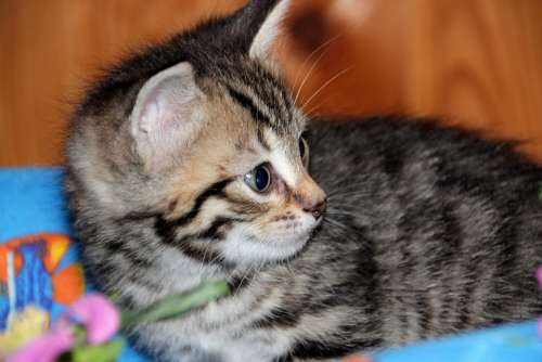 Surprise Cat Kitten Pet Animals Cute Cat'S Eye