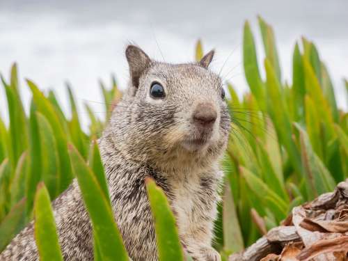 Surprised Sweet Animal Squirrel California Nature